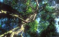 Trees_Victoria_Winter04 Minolta 1.4/50mm on Provia F100, polfilter, (c) by Stephan Menzel