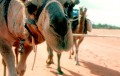 Camel_BourkeNSW_Summer03 Minolta 1.4/50 auf Provia F100
(c) by Stephan Menzel